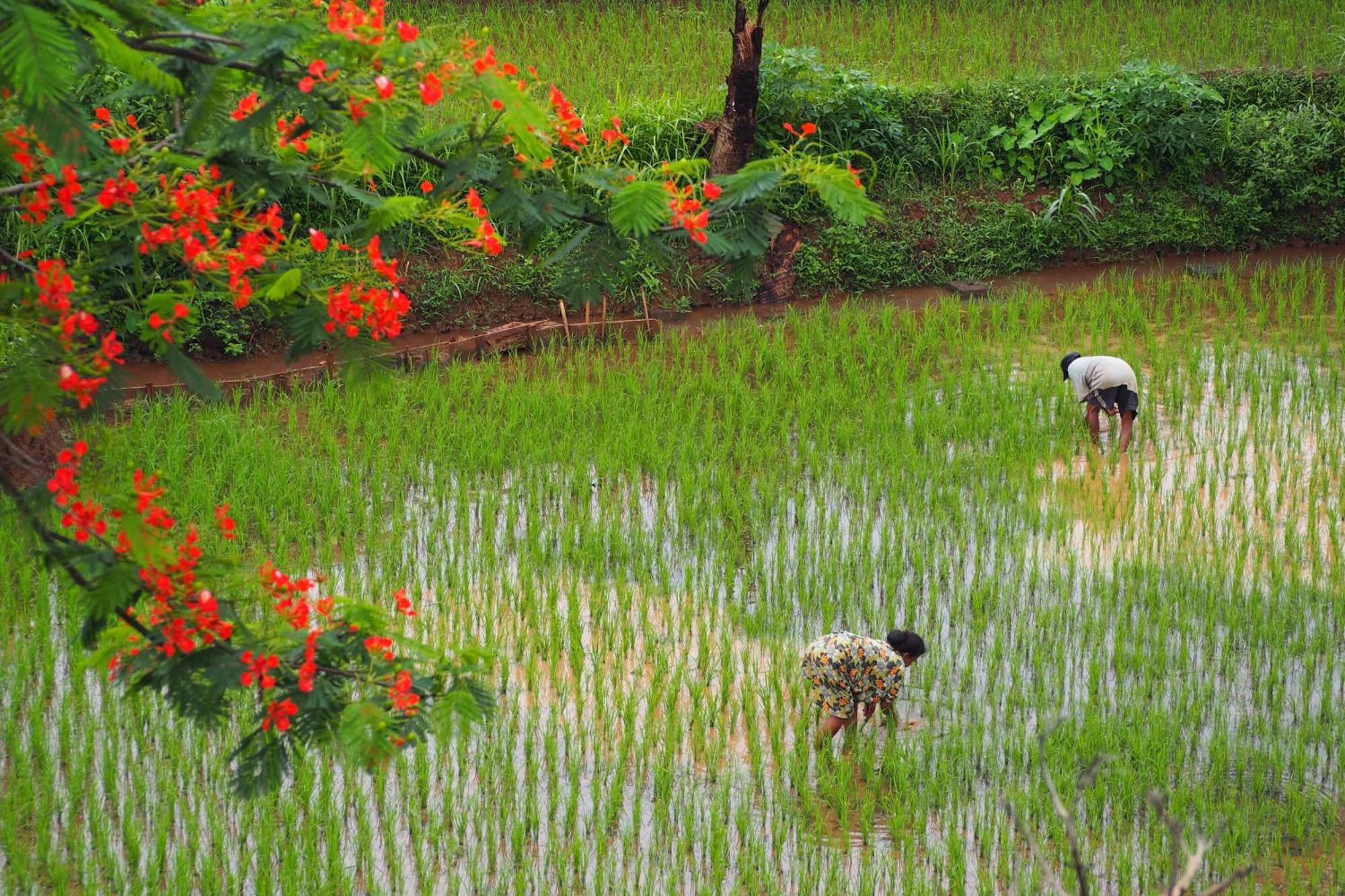 The Gecho Inn Country Jepara Esterno foto